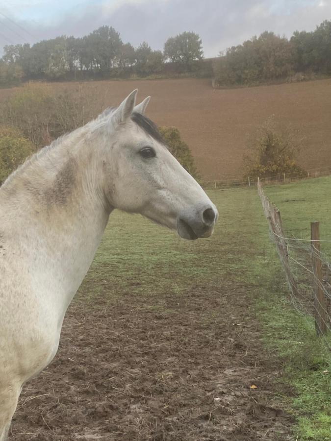 Chez Sophie - Gite Et Gite Equestre Clermont-Dessous Bagian luar foto